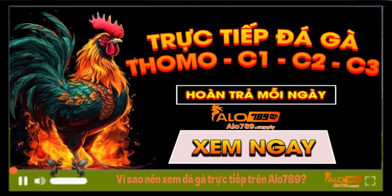 Vì sao nên xem đá gà trực tiếp trên Alo789?