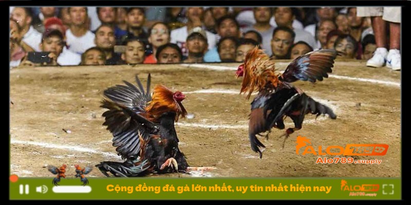 Cộng đồng đá gà lớn nhất, uy tín nhất hiện nay