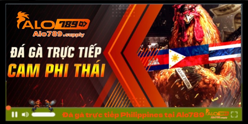 Đá gà trực tiếp Philippines tại Alo789